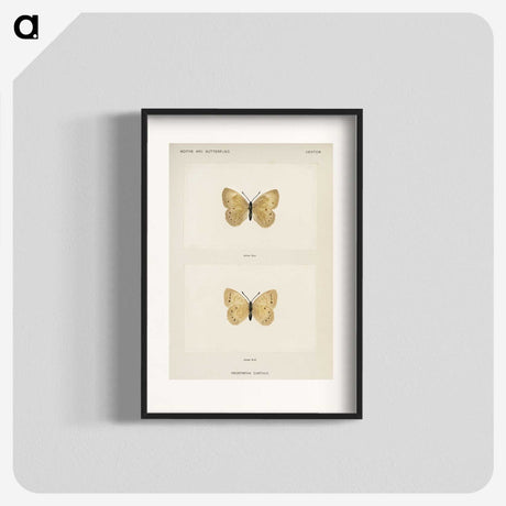 1-63_Moths-and-Butterflies-of-the-United-States_blk