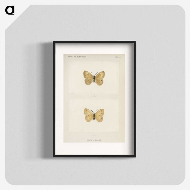1-63_Moths-and-Butterflies-of-the-United-States_blk
