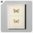 1-63_Moths-and-Butterflies-of-the-United-States_canvas