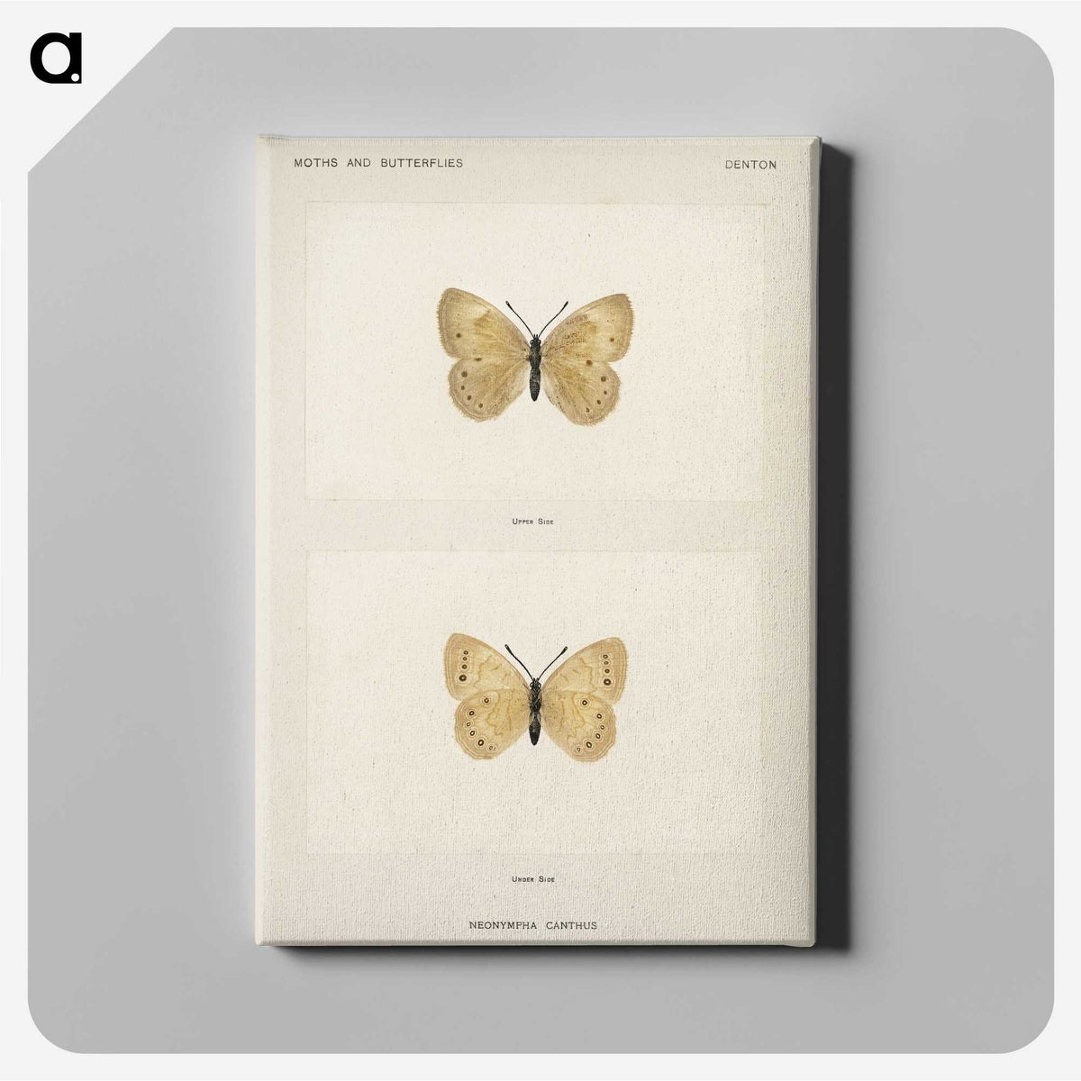 1-63_Moths-and-Butterflies-of-the-United-States_canvas