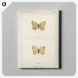 1-63_Moths-and-Butterflies-of-the-United-States_canvas