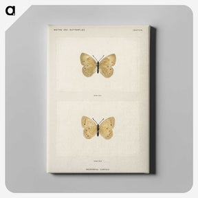1-63_Moths-and-Butterflies-of-the-United-States_canvas