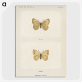 1-63_Moths-and-Butterflies-of-the-United-States_picture-crop