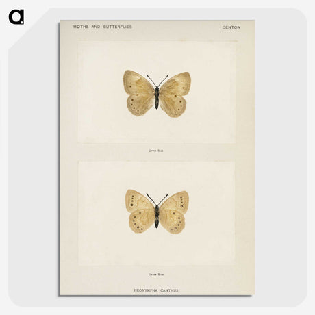 1-63_Moths-and-Butterflies-of-the-United-States_picture-crop