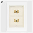 1-63_Moths-and-Butterflies-of-the-United-States_picture