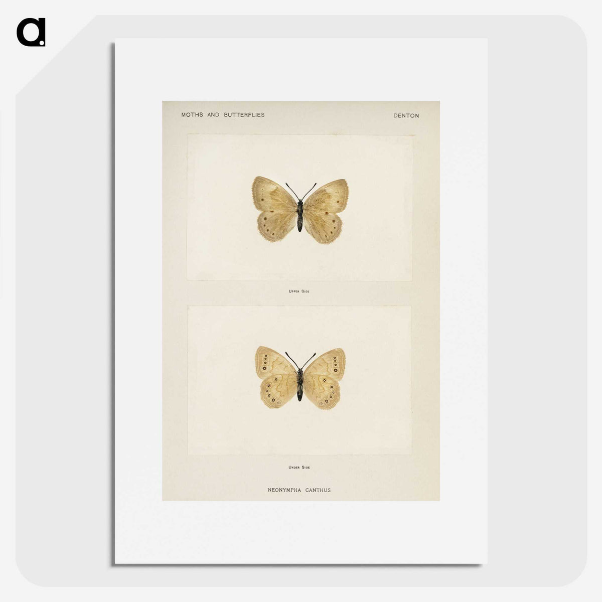 1-63_Moths-and-Butterflies-of-the-United-States_picture