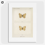 1-63_Moths-and-Butterflies-of-the-United-States_picture