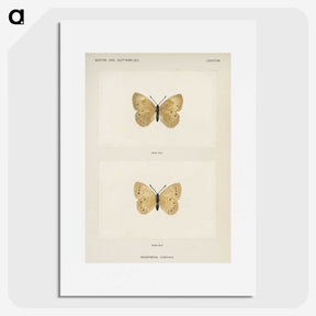 1-63_Moths-and-Butterflies-of-the-United-States_picture
