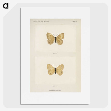 1-63_Moths-and-Butterflies-of-the-United-States_picture