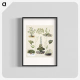 1-63_Native-Flowering-Plants-of-New-Zealand_blk