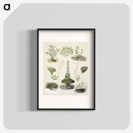 1-63_Native-Flowering-Plants-of-New-Zealand_blk