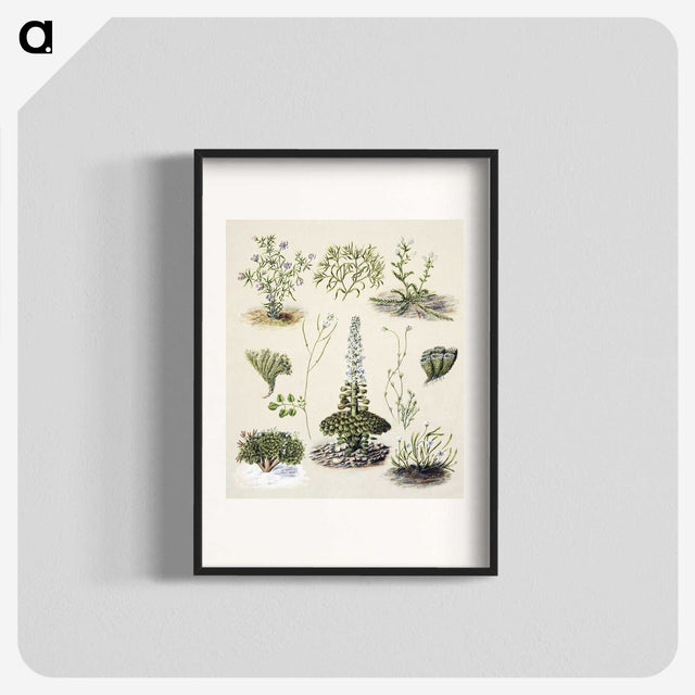 1-63_Native-Flowering-Plants-of-New-Zealand_blk