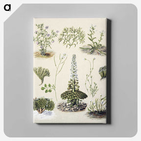 1-63_Native-Flowering-Plants-of-New-Zealand_canvas