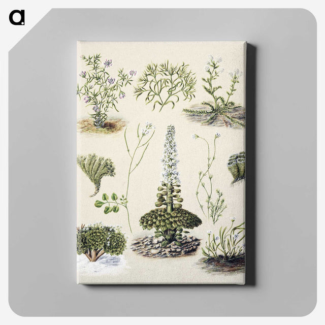 1-63_Native-Flowering-Plants-of-New-Zealand_canvas