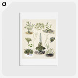 1-63_Native-Flowering-Plants-of-New-Zealand_hagaki