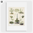 1-63_Native-Flowering-Plants-of-New-Zealand_picture