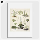1-63_Native-Flowering-Plants-of-New-Zealand_picture
