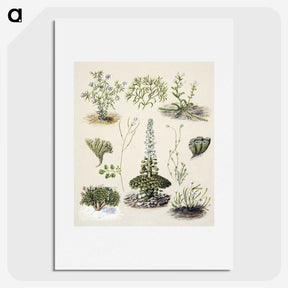 1-63_Native-Flowering-Plants-of-New-Zealand_picture