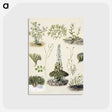 1-63_Native-Flowering-Plants-of-New-Zealand_postcard