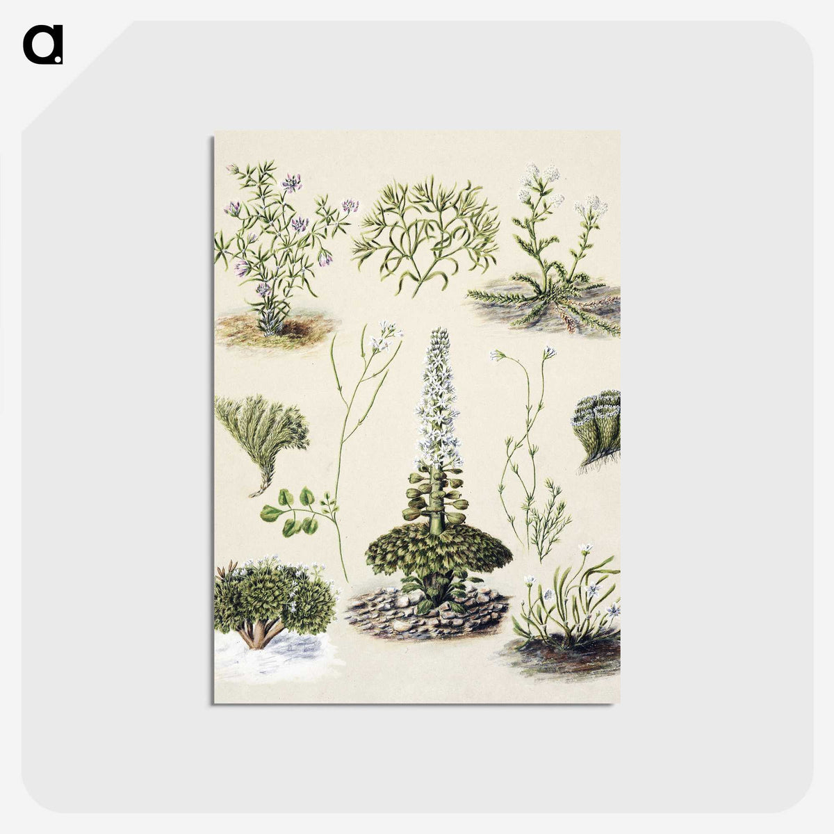 1-63_Native-Flowering-Plants-of-New-Zealand_postcard
