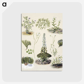 1-63_Native-Flowering-Plants-of-New-Zealand_postcard