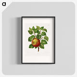 1-63_Nederlandsche-Flora-en-Pomona_blk