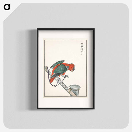 アートポスター-Macaw Illustration
 - 鳥類図鑑 Poster.
