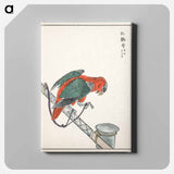 アートパネル-Macaw Illustration
 - 鳥類図鑑 Canvas.