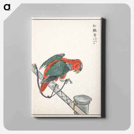 アートパネル-Macaw Illustration
 - 鳥類図鑑 Canvas.