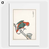 アートポスター-Macaw Illustration
 - 鳥類図鑑 Poster.