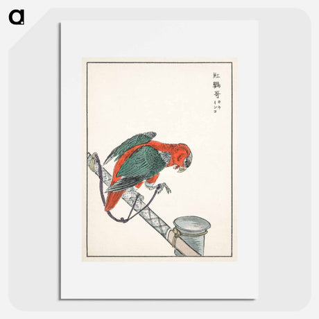 アートポスター-Macaw Illustration
 - 鳥類図鑑 Poster.