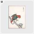 アートポストカード-Macaw Illustration
 - 鳥類図鑑 Postcard.