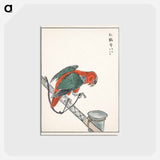 アートポストカード-Macaw Illustration
 - 鳥類図鑑 Postcard.