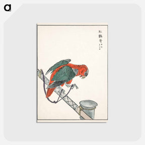 アートポストカード-Macaw Illustration
 - 鳥類図鑑 Postcard.