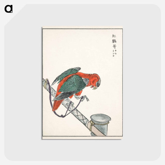 アートポストカード-Macaw Illustration
 - 鳥類図鑑 Postcard.