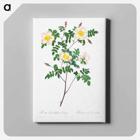アートパネル-Rosa Candolleana Elegans - ピエール ジョゼフ ルドゥーテ Canvas.