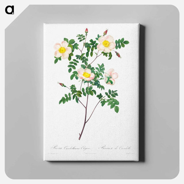 アートパネル-Rosa Candolleana Elegans - ピエール ジョゼフ ルドゥーテ Canvas.