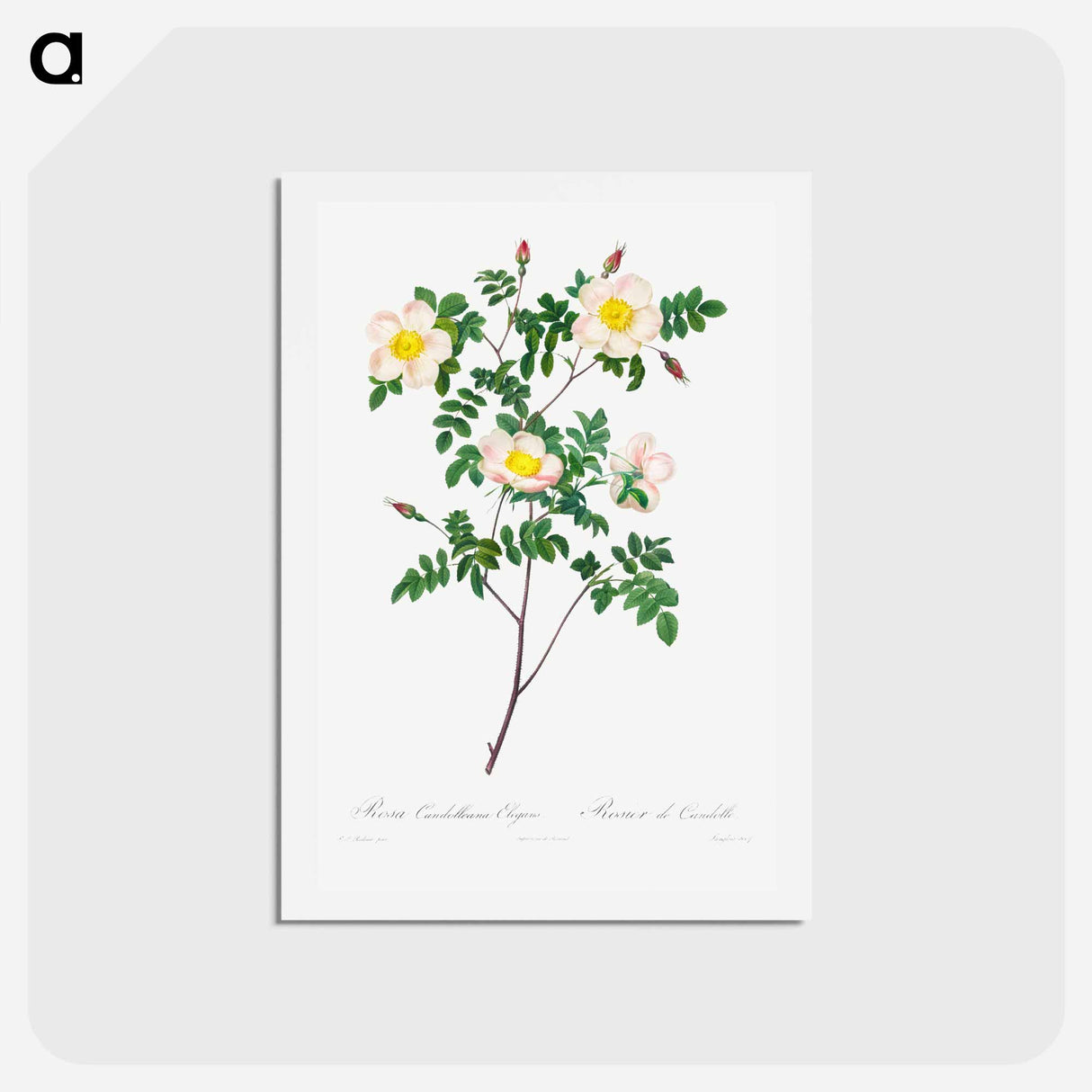 アートポストカード-Rosa Candolleana Elegans - ピエール ジョゼフ ルドゥーテ Postcard.