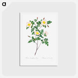 アートポストカード-Rosa Candolleana Elegans - ピエール ジョゼフ ルドゥーテ Postcard.
