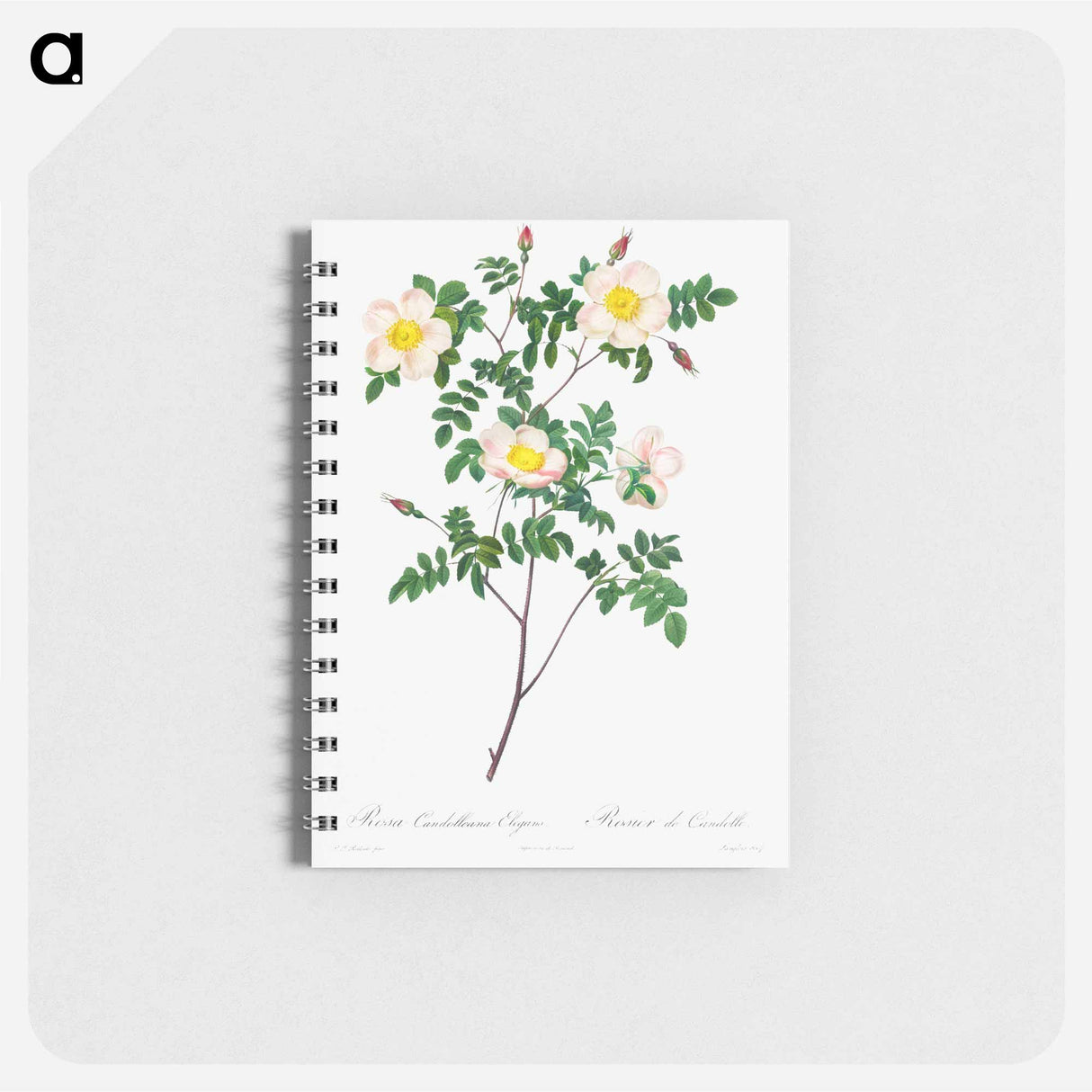Rosa Candolleana Elegans - ピエール ジョゼフ ルドゥーテ Memo.