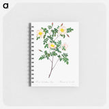 Rosa Candolleana Elegans - ピエール ジョゼフ ルドゥーテ Memo.