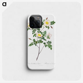 1-63_Pierre-Joseph-Redoute_phone