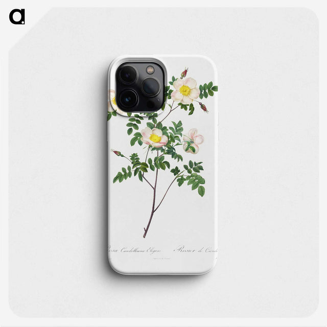1-63_Pierre-Joseph-Redoute_phone