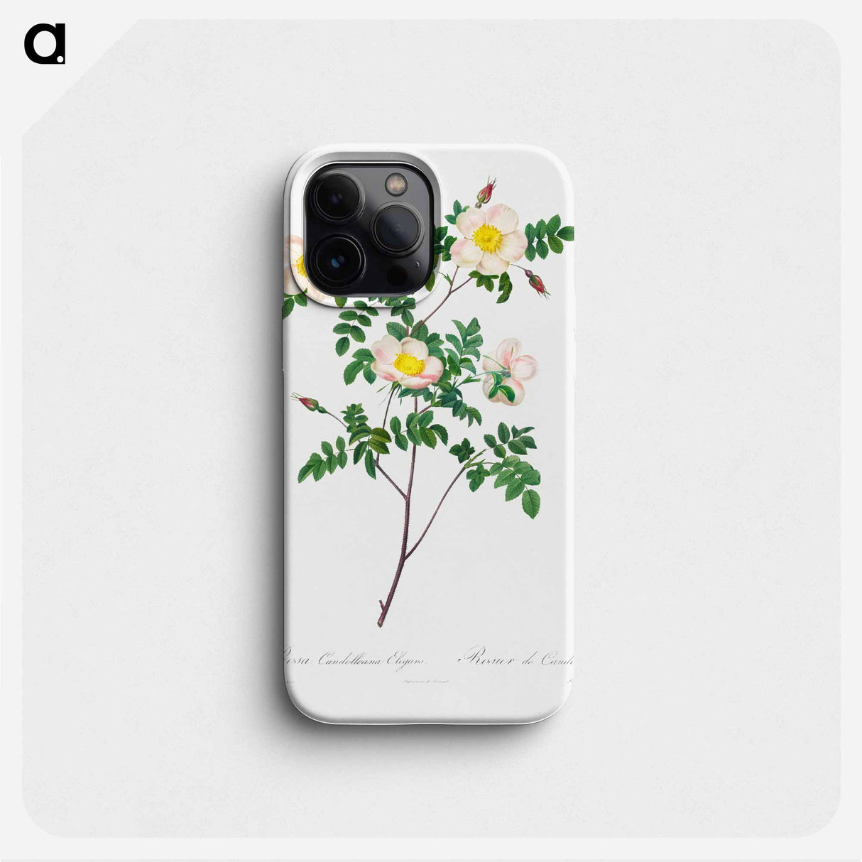 Rosa Candolleana Elegans - Pierre Joseph Redouté Phone Case.