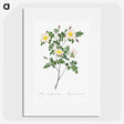 1-63_Pierre-Joseph-Redoute_picture