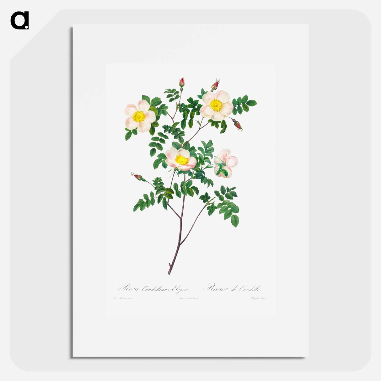 Rosa Candolleana Elegans - ピエール ジョゼフ ルドゥーテ Poster.