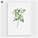 Rosa Candolleana Elegans - ピエール ジョゼフ ルドゥーテ Poster.