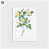 アートポストカード-Rosa Candolleana Elegans - ピエール ジョゼフ ルドゥーテ Postcard.