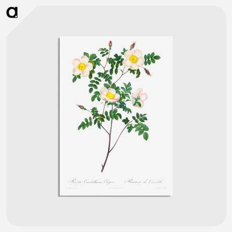 アートポストカード-Rosa Candolleana Elegans - ピエール ジョゼフ ルドゥーテ Postcard.
