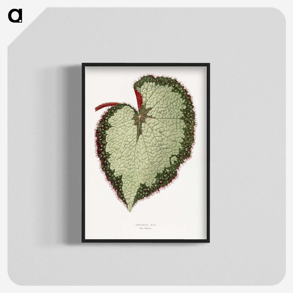 1-63_Plants-with-Colored-Foliage_blk-crop